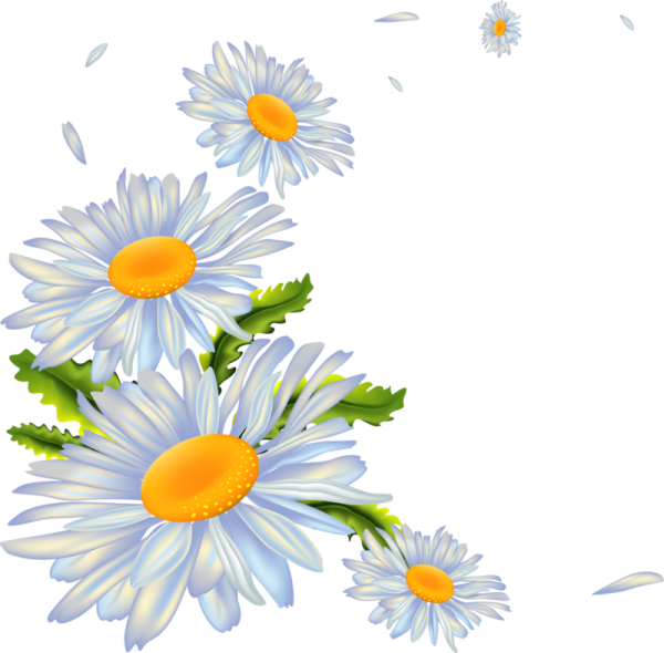 Ромашки угловые