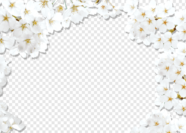 Белые цветы на прозрачном фоне