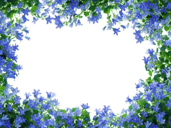 Фоновая рамка с незабудками