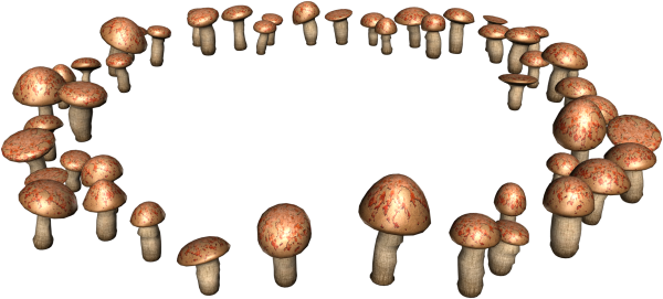 «Грибы для белки» (Комарова, с.36)