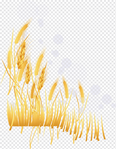 Рамка колосья