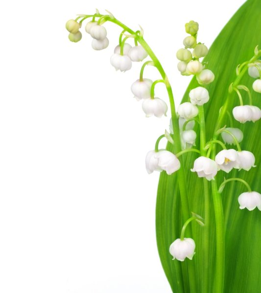 Рамка из ландышей