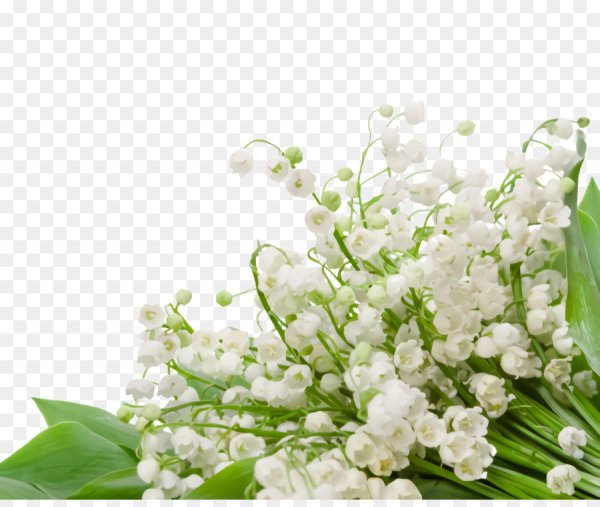 Поле ландышей для фотошопа