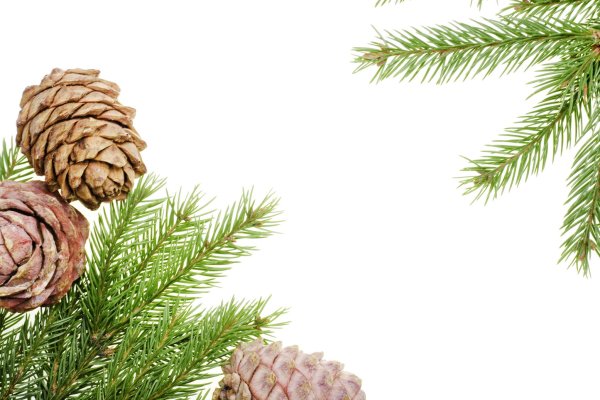 Рамка для текста хвойные деревья