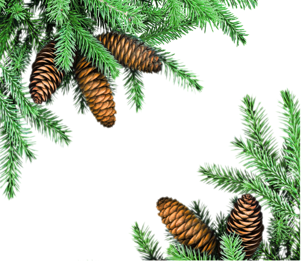 Ветка Еловая