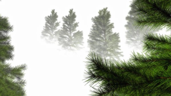 Хвойные на белом фоне