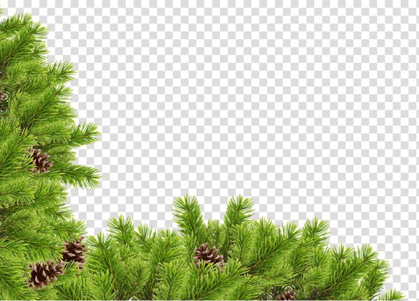 Хвойная рамка