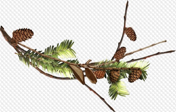 Ветка лиственницы с шишками на прозрачном фоне