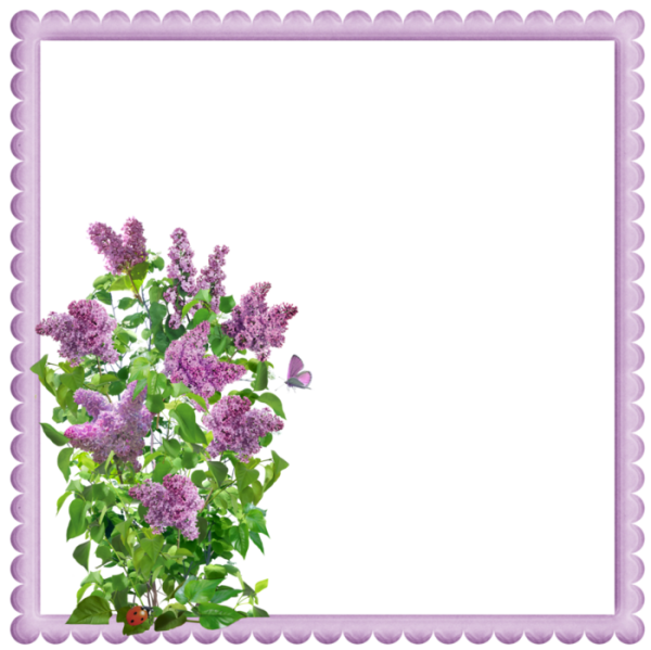 Рамка сирень