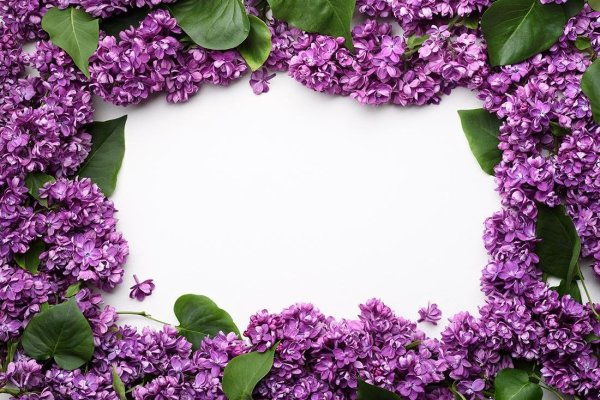 Выбрать рамку сирени