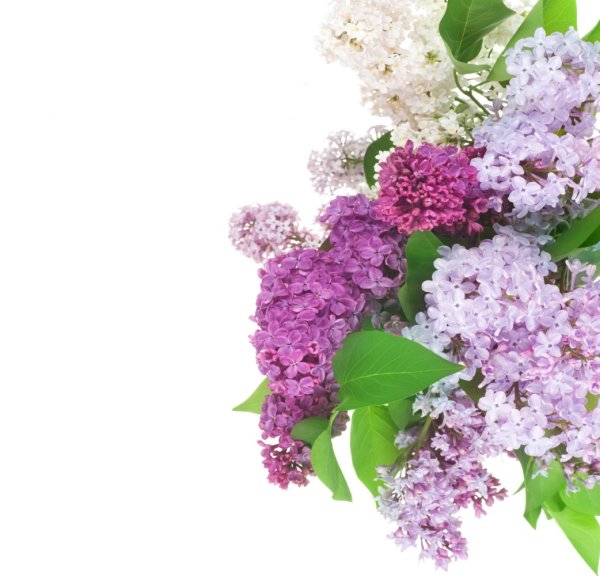 Рамка веточка сирени на прозрачном фоне