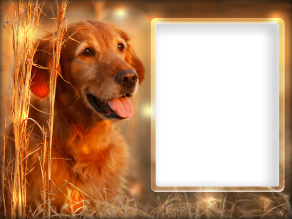 Фоторамка собака