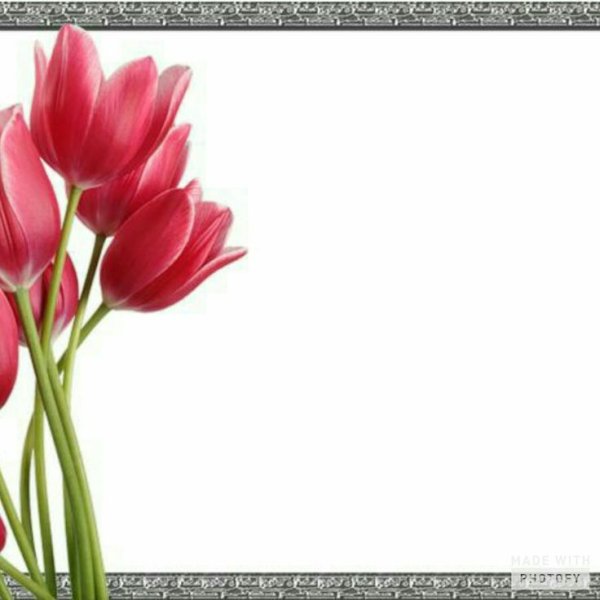 Рамка с тюльпанами для текста