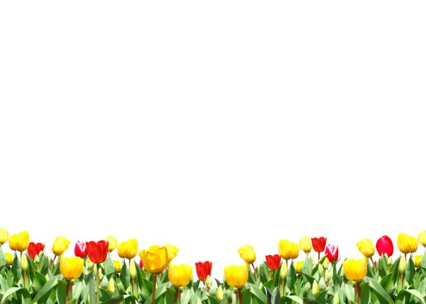 Тюльпаны в ряд без фона