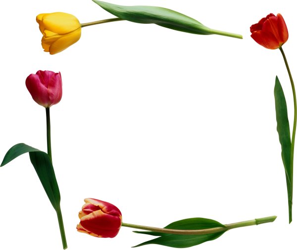 Рамка с тюльпанами для текста