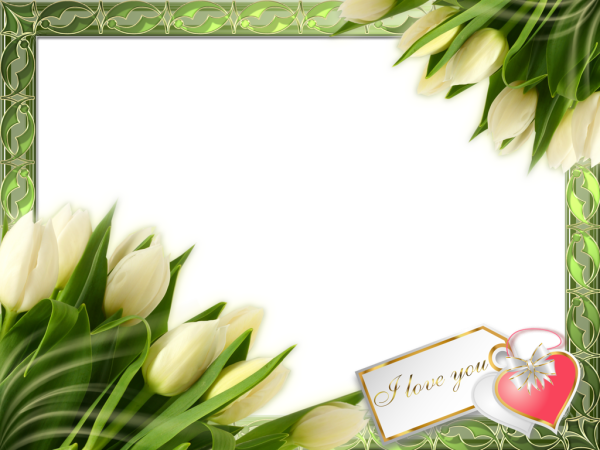 Рамка тюльпаны на прозрачном фоне