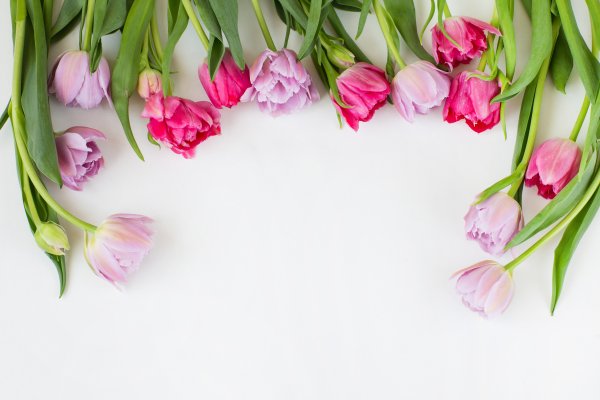 Нежный фон с тюльпанами
