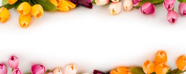 Фон с тюльпанами для текста