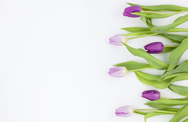 Сиреневые тюльпаны на прозрачном фоне