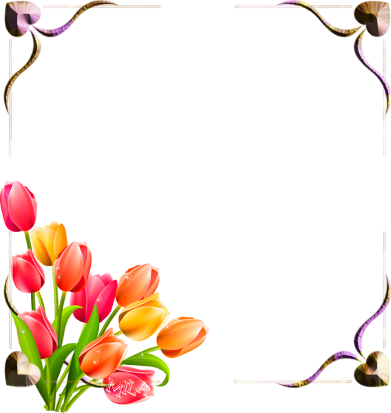 Тюльпаны рамка для фотошопа на прозрачном фоне