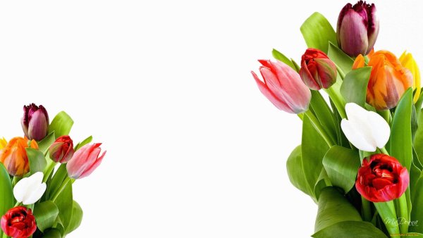 Рамка тюльпаны