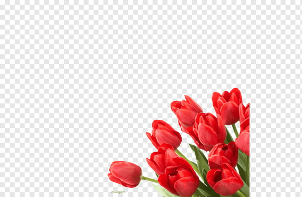 Тюльпаны угловые