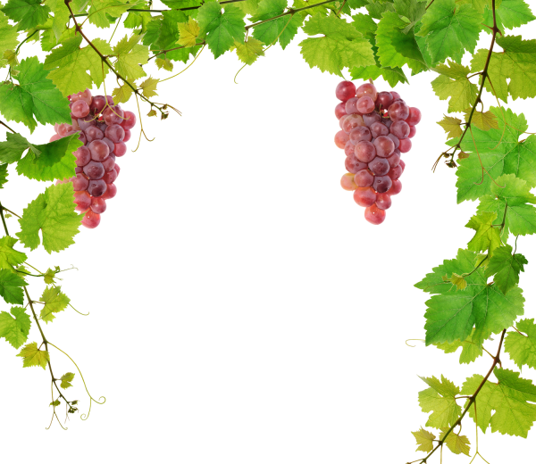 Виноградная рамка