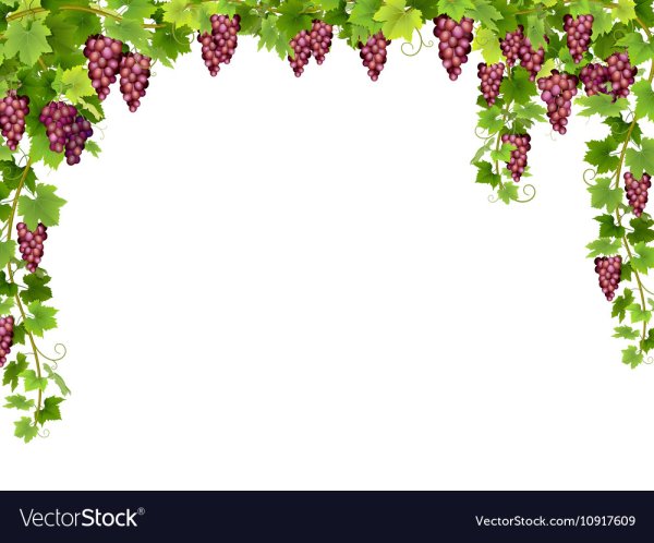Виноградные листья рамка