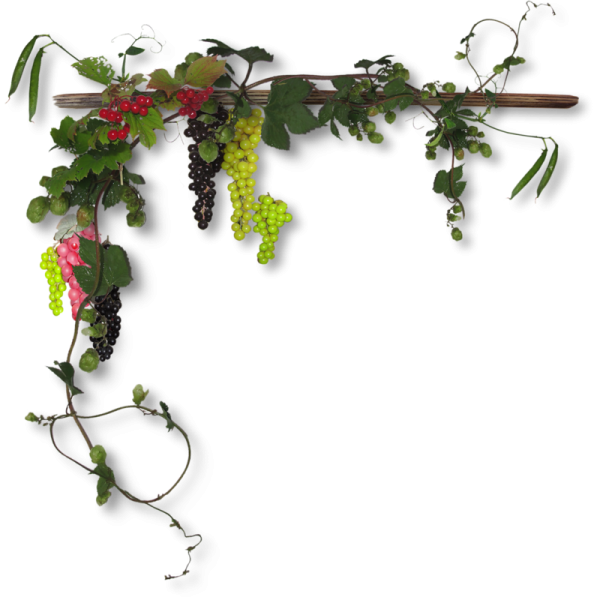 Виноградная лоза и ветви