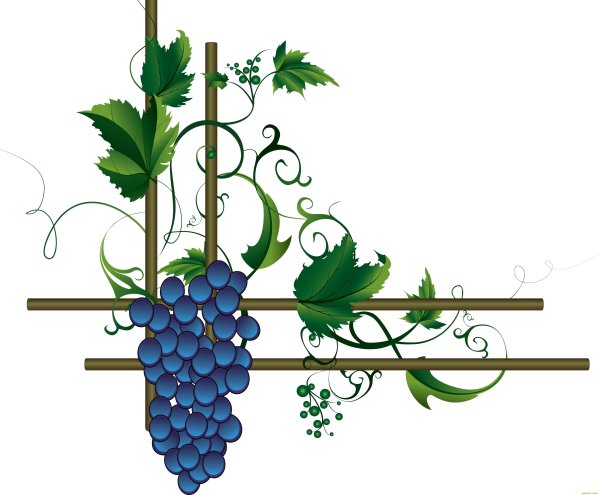 Виноградная лоза клаипт