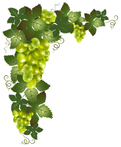Лоза Виноградная листья вектор