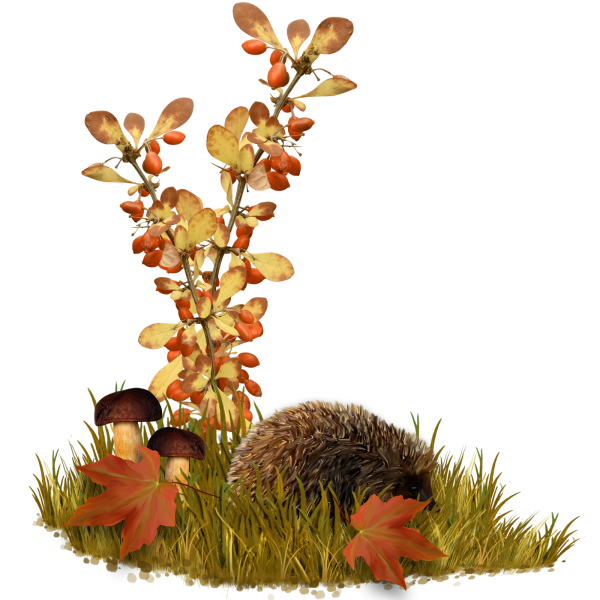 Осенняя Поляна на прозрачном фоне