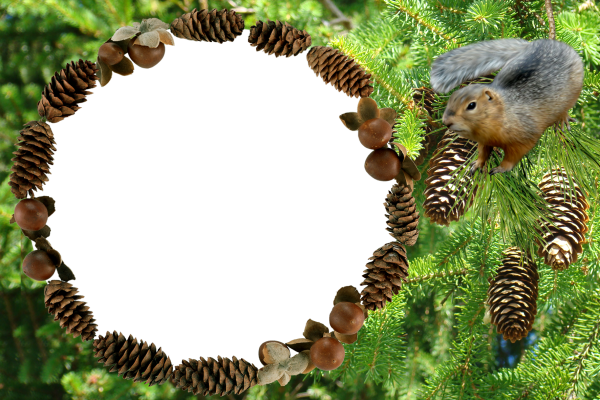 Рамка с лесом