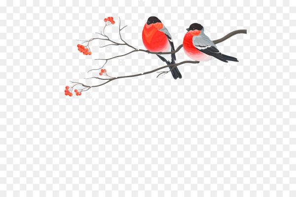 Снегири на ветке на прозрачном фоне