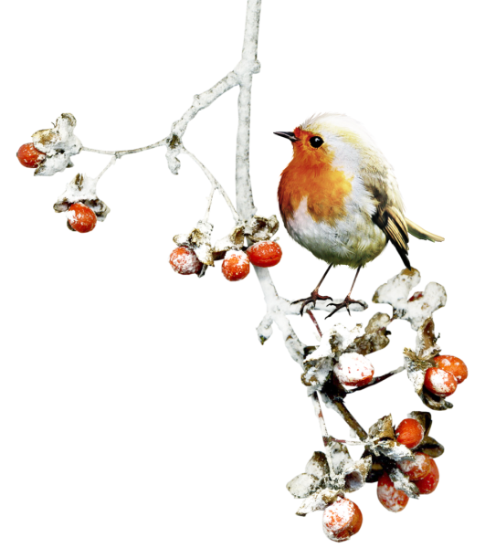 Зимние птицы на прозрачном фоне