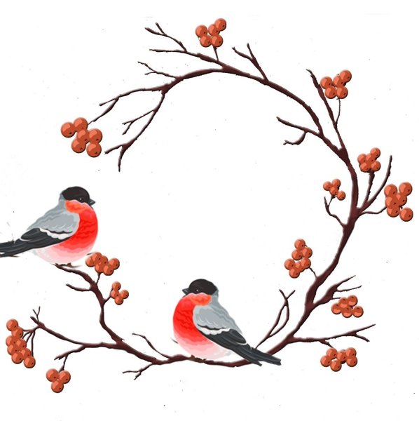 Новогодние Снегири на белом фоне