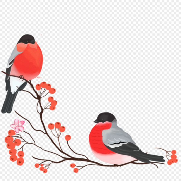 Снегирь рисунок на прозрачном фоне