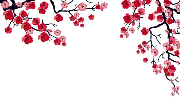 Красная Сакура цветет на белом фоне