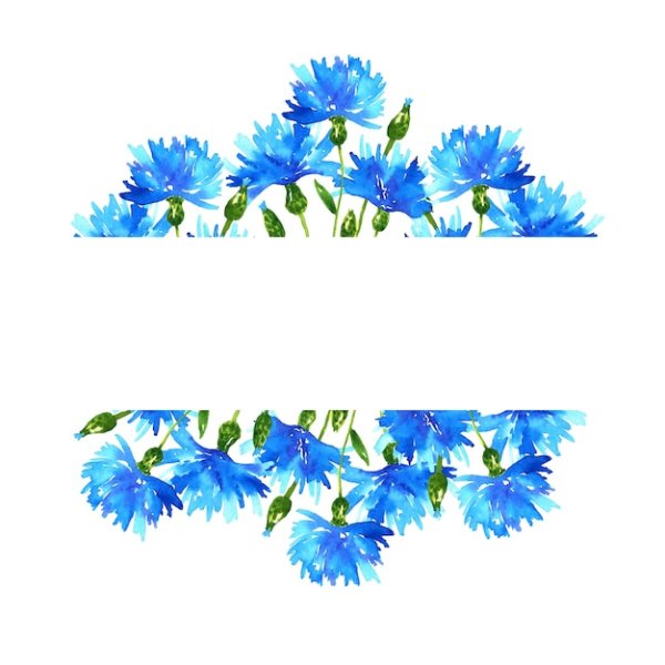 Рамка Василек на прозрачном фоне