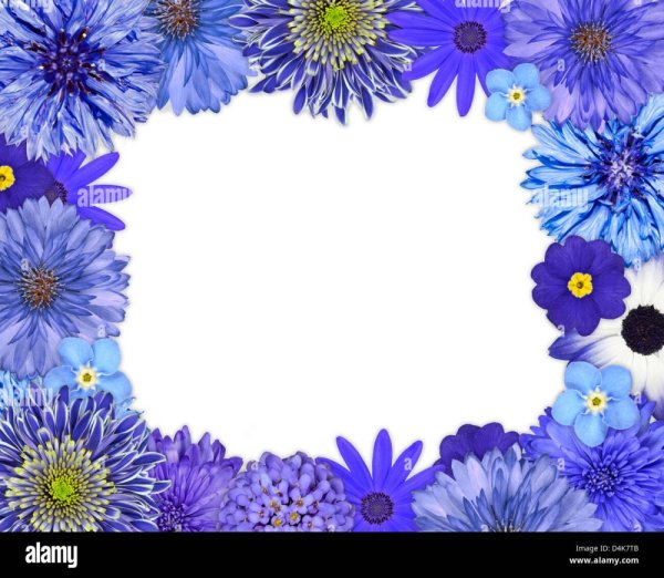 Рамка из цветов на прозрачном фоне