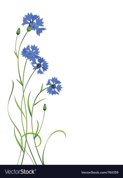 Васильки орнамент цветов