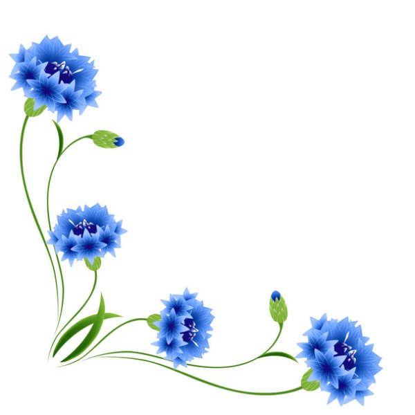 Васильки для оформления