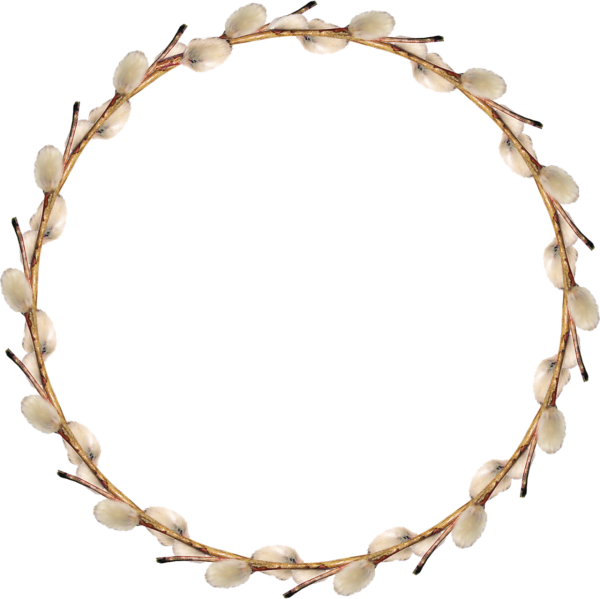 Ветка вербы на прозрачном фоне