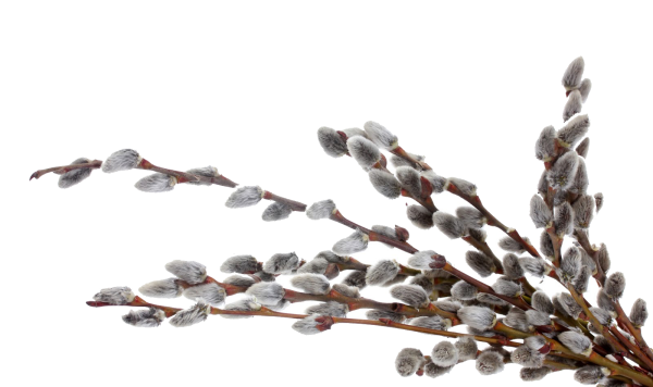 Ветка вербы