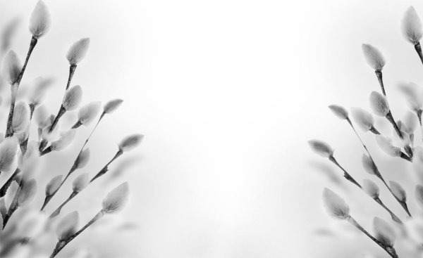 Белая Верба