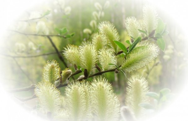 Верба на Светлом фоне