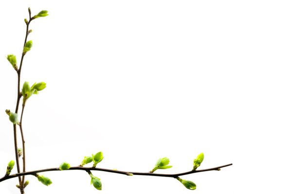 Ветка с почками