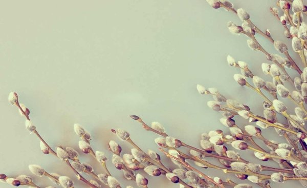 Заставка веточка