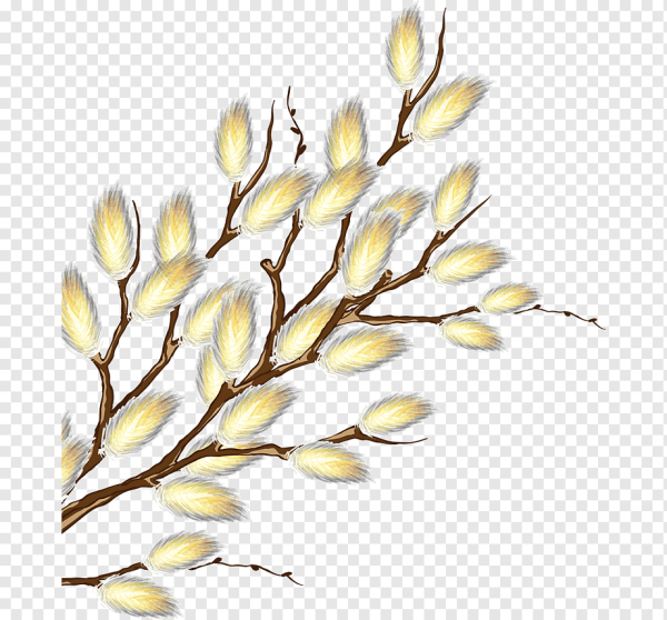 Верба на белом фоне