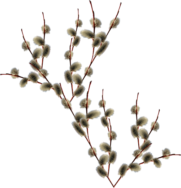 Веточка вербы на прозрачном фоне